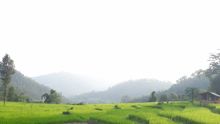 छत्रदेव-५ दाम्जिङ्गटारमा कृषकहरुको वालि अवलोकन गर्दै -तस्विर ई.सुनिल पन्थी(सुचना प्रविधि अधिकृत)
